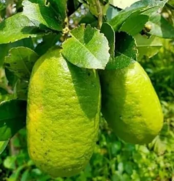 Image of All-Time 12 Months Hybrid GRAFTED Live Gandharaj Lemon Plant Fruit Plant Original & Authentic Organic Tree for Outdoor Fast-Growing Fruit Plant Home Gardens Pack Of-1