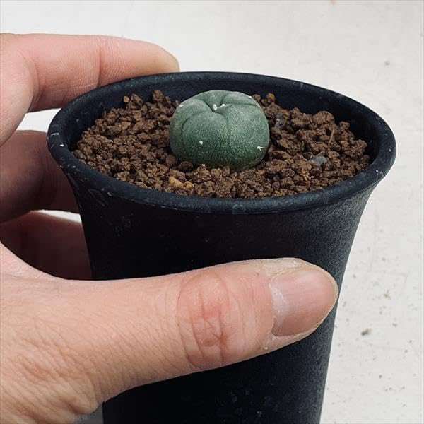 Amazon｜サボテン ロフォフォラ 烏羽玉 S｜観葉植物 オンライン通販