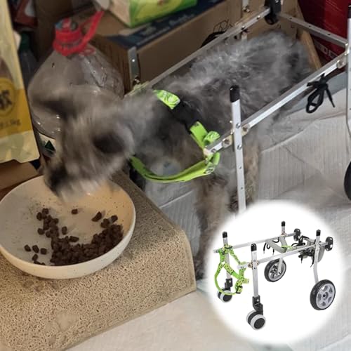 Fauteuil roulant pour chien : soulager la paralysie par le soutien complet