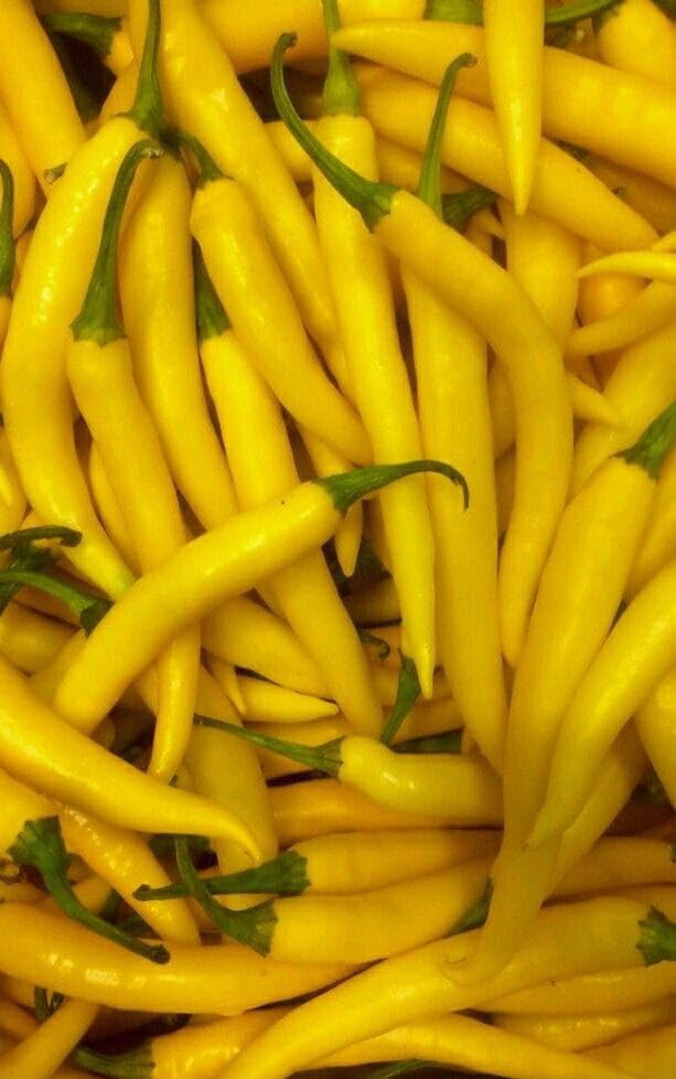 Fresh Yellow Hot Chilli Peppers seeds, Long Slender Variety seeds pack of 50 Plus-image-8