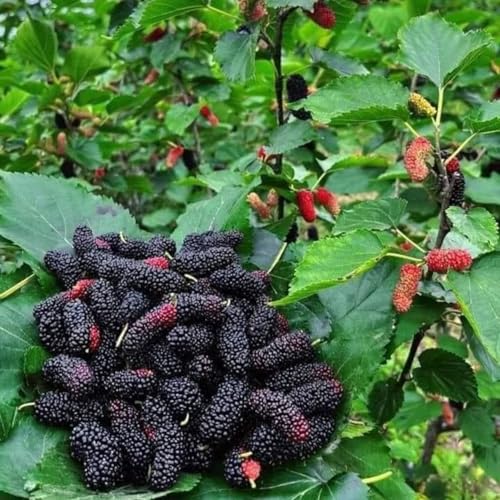 Dwarf Everbearing Mulberry Plants live