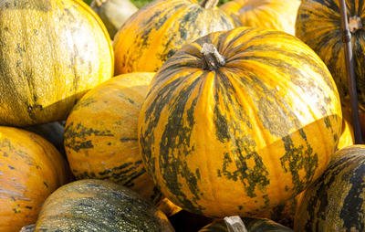 Pumpkin (Yellow) Seeds - Desi Variety (B07CYVVWHV) Amazon Price History, Amazon Price Tracker