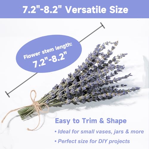 Lavanda seca 150 tallos, flores naturales moradas 7.2-8.2 pulg miniatura 4
