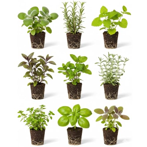4 Assorted Herbs Plants, Mixed Herb Plants, Basil, Rosemary, Mint, Lemon Balm, and Other Varieties, 3-6' Live Herbs Collection for Indoors Outdoors Garden, Kitchen, Well Rooted, No Pot