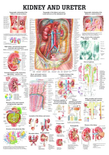 Kidney and Ureter Laminated Anatomy Chart