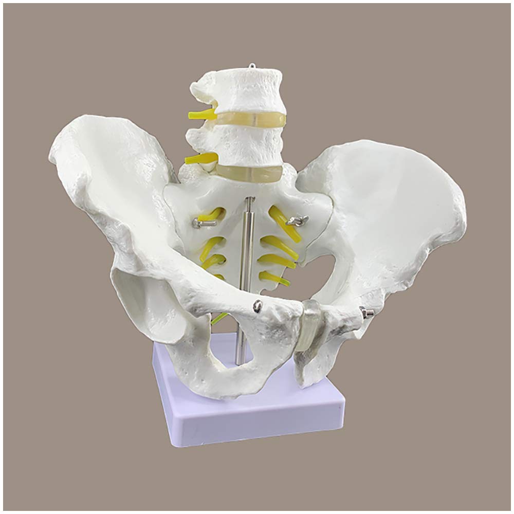 Sjdopulse Men's A Life Size Pelvis Model - Pelvis Skeleton Model - Medical Natomical Hip Bone Pelvi Model Natomy - Pvc Material Human Pelvis Model For Study Teaching Display (A)