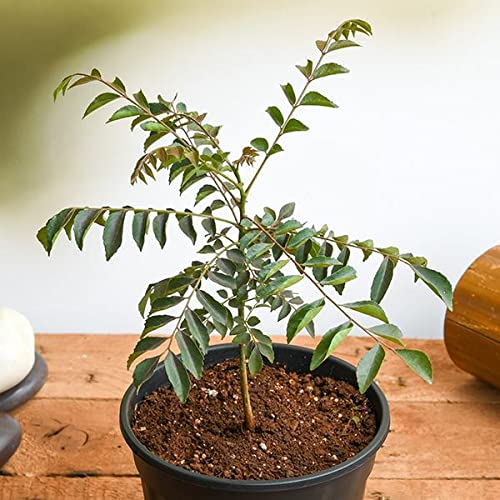 Mphmi Nursery Delhi Plant NCR Curry Leaves, Kadi Patta, Murraya koenigii, Meetha Neem - Plant (B0BBGYRNHL) Amazon Price History, Amazon Price Tracker