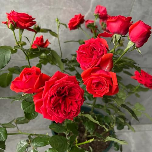 Semillas de rosal, Rosa chinensis, las rosas trepadoras son plantas perennes resistentes Las rosas trepadoras compran semillas, las plantas trepadoras son resistentes semillas de 400pcs