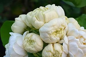 Blooming Jasmine Plant Live, Live Jasmine Plants Indoor, Grand Duke of Tuscany...