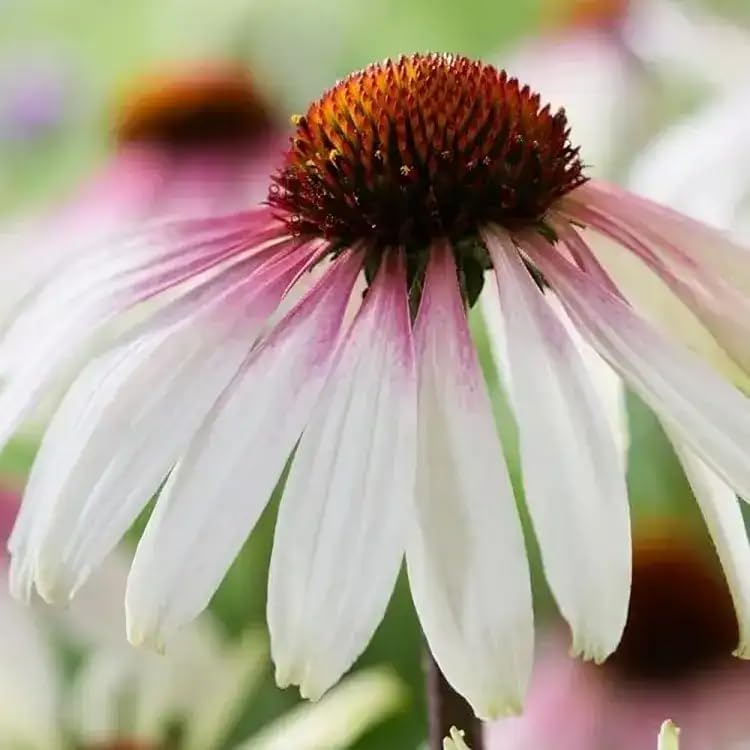 Echinacea purpurea ‘Pretty Parasols’- Perennial Plant That is Ready to Plant Out- Comes Back Every Year (Hardy) - Flowers from Summer to Autumn (Middleton Nurseries) (1 Litre(13cm Pot))