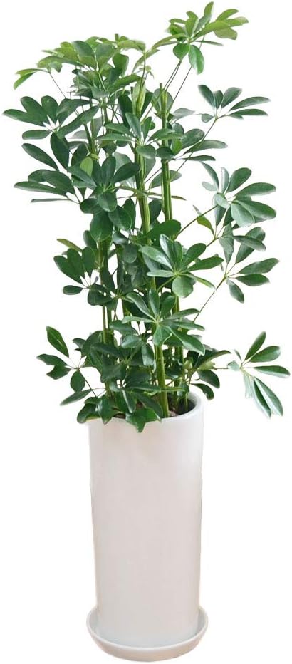 フラワーコーポレーション ホンコンカポック シェフレラ 観葉植物 グリーン ホワイト 円柱形陶器鉢