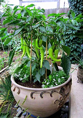 GREEN WORLD HYBRID CHILLI - MALIKA SEEDS (50 SEEDS) (B07PPFVH7D) Amazon Price History, Amazon Price Tracker