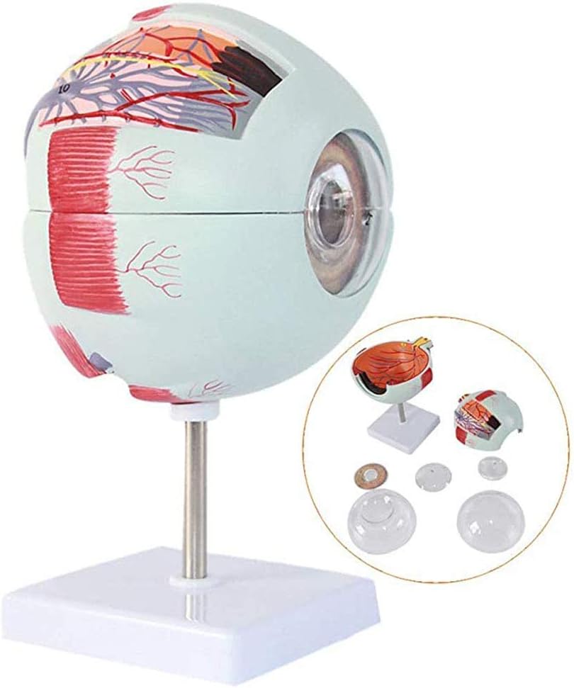 Raitron6X Enlarged Human eye Anatomical Model,Anatomically Accurate eye Model Human eye Anatomy, for Doctors Office Educational Tool | GPI Anatomicals Tools