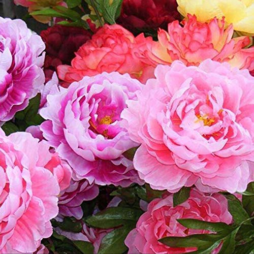 Benoon Semillas De Peonía, 100 Piezas/Bolsa Semillas De Peonía Suffruticosa Plantas Florecientes Plantas De Semillero De Plantas Florales En Macetas Perennes Para Jardín 1