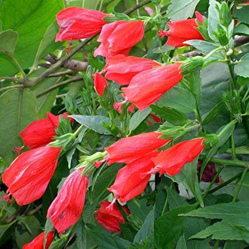 Bhajanlal Greenery Sleeping Hibiscus, Gudhal (Red) mirchi, Chilli Live Plant with Pot (B08HJP2HRZ) Amazon Price History, Amazon Price Tracker