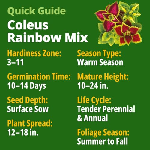 Image of HOME GROWN Coleus Rainbow Seeds - 400 Count 0.04 oz Flower Seed, Coleus scutellarioides 'Rainbow', Indoor Plant Seeds for Containers, Shade Gardens, Decorative Multicolor Foliage