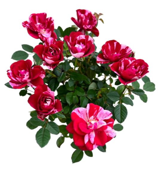 Mini Rose Bush