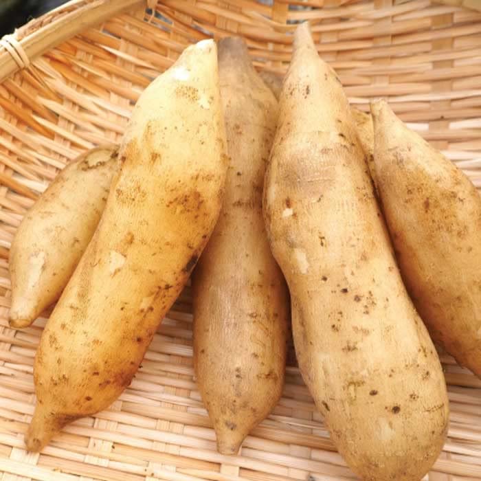 Amazon.co.jp: ヤーコン 2芽 種芋 種球根 家庭菜園 山菜 野菜 多年草