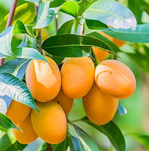 Live Lakshmanbhog Mango/ Malda Aam Delicious Huge Productivity Fruit Plant For Outdoor Garden - Healthy Live 1 Plant