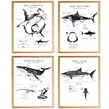 BearCake Shark Wall Decor Poster Classroom Decor,Vintage Great White Shark Educational Poster Room Decor, 8x10 Inches Set of 4 Unframed