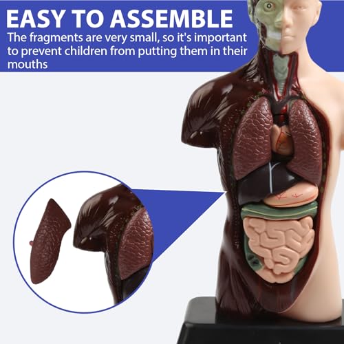 Image of Human Body Model Removable Anatomy Human Model 6 Pcs Removable 9.65 inchs for Students and Medical Education Display