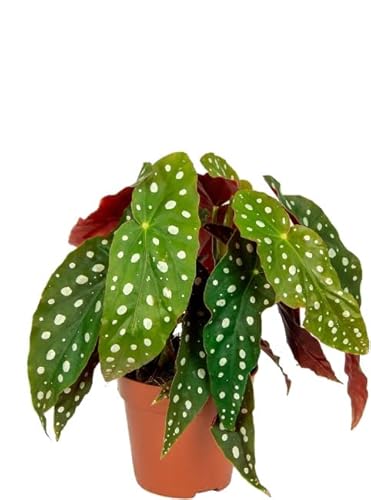 Begonia Maculata NATURAL Planta de Interior de Aspecto Elegante