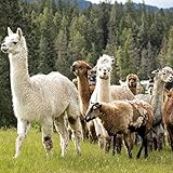 Outsidepride Horse Cold Climate Grass Seed Mix - 25 lb. Perennial, Drought & Cold Tolerant, Pasture Seeds for Planting Resilient Grass Leaves, Ideal for Hay Foraging & Rotational Grazing