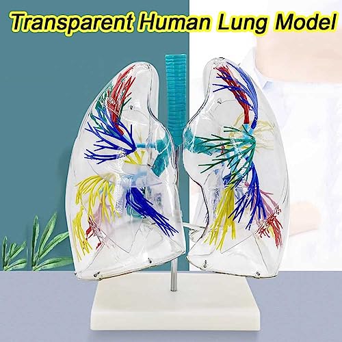 Modèle de poumon transparent AMITD pour animer vos cours de sciences et démonstrations - 3