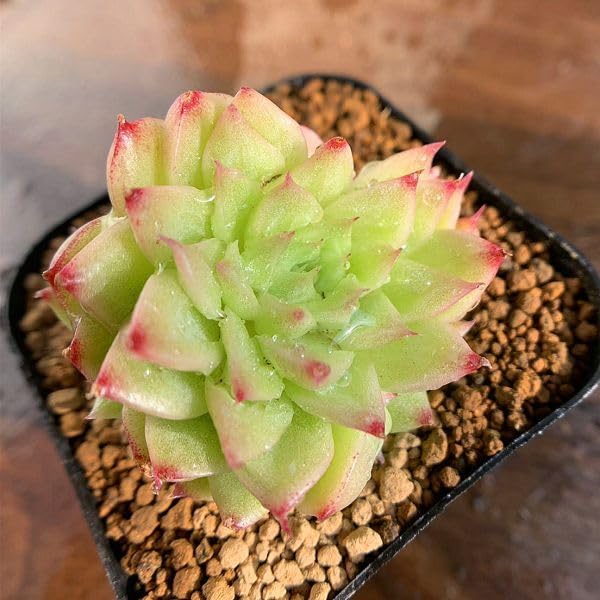 高級苗　日本初登場　多肉植物　エケベリア　無尽灯　むじん‐とう　抜き苗　1株 高級苗 日本初登場 多肉植物 エケベリア 無尽灯 むじん‐とう