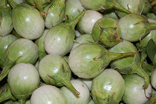 Thaise aubergine - 20 verse zaden - Solanum virginianum - Afbeelding 7