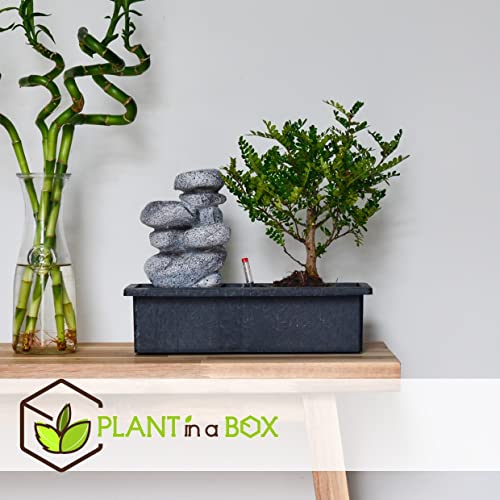 Plant in a Box - Bonsai boompje met Easy-care watersysteem én stromende waterval over Zen stenen - kamerplant - Hoogte… - Afbeelding 7