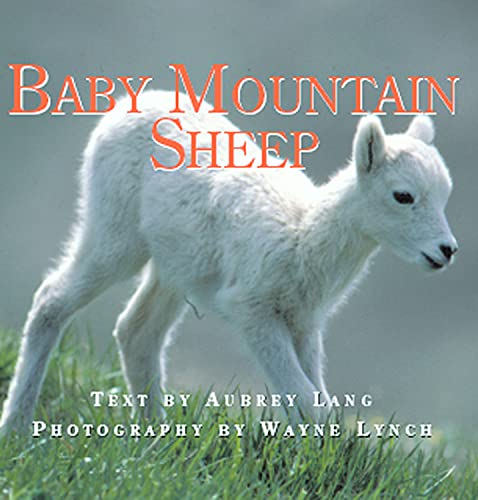 Baby Mountain Sheep