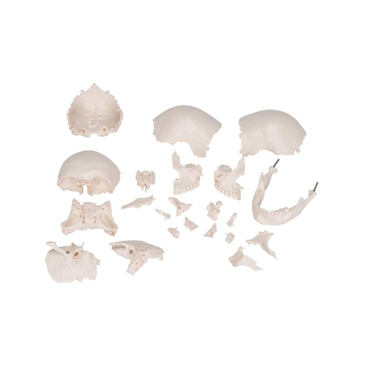 3B Scientific A290 Cranio Scomponibile 3B Scientific, Versione Anatomica in 22 Parti + software gratuito di anatomia - 3B Smart Anatomy