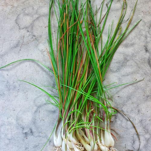 Lot of 2 Heirloom Chives Live Plant for Planting, Heirloom Leeks Plant, Hardy Perennial Chives Plant for Planting, Size 4 to 5 Inches - Thumbnail 3