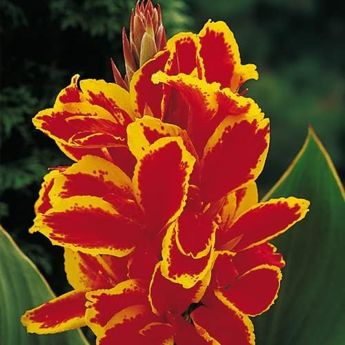 2 Lucifer Canna Lily Bulbs