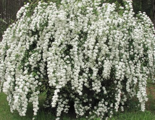 White Spirea Shrub Live Tree Plant in Quart Pot 1 Year Old Well-Rooted Dormant in Winter 6-14 Inches in Tall Winter Meadowsweets Bush for Planting
