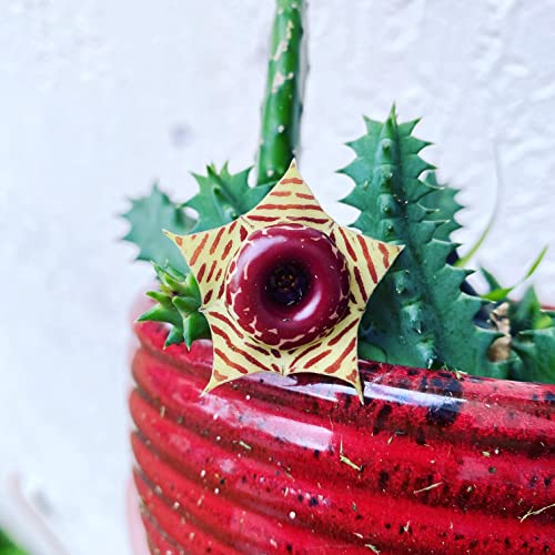 Lifesaver Cactus - Live Plant In A 4 Inch Pot - Huernia Zebrina - Extremely Rare Cactus Succulent From Florida #TOP1