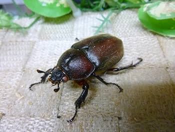 Amazon | 国産赤カブトムシ ピンクアイ 生体 (Mサイズ