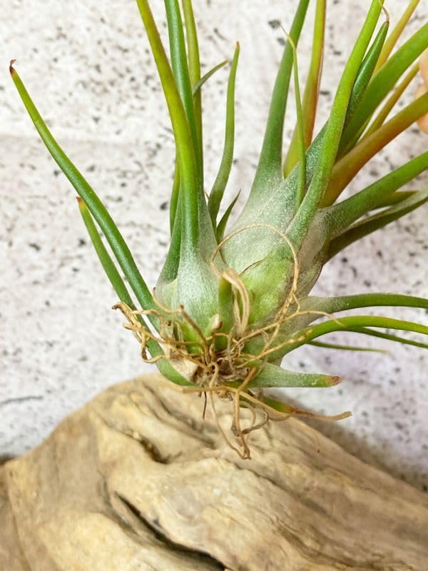 Amazon.co.jp: Frontier Plants現品チランジアブルボーサ×イオナンタ