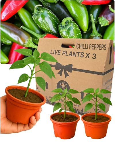Grow Your Own Jalapeno Chilli Peppers Set of 3 Large & Well Established 10.5cm Rootballs. Easy to Grow Highly Productive & Outdoor Garden Ready Plants. Perfect for Home Gardening & Spicy Recipes