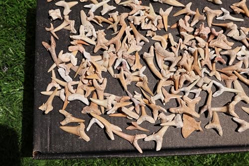 Image of Great Collection of Shark Teeth Fossil Shark Teeth Fossils for Kids Fossils from Morocco A256