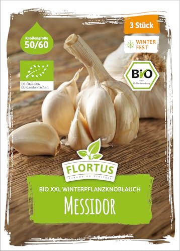 FLORTUS BIO XXL Winterpflanzknoblauch Messidor 3 Knollen zertifiziertes Pflanzgut keine Samen Knollengröße 50-60 mm winterhart knackig-würziger Knoblauch aus Frankreich