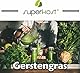 Superkost BIO Gerstengras Pulver 500g Biologisch angebaut in Bayern, Deutschland, mit Laborprüfsiegel, Rohkostqualität