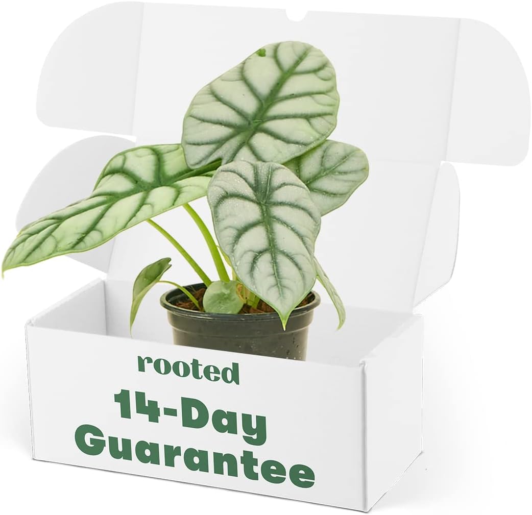 Alocasia 'Silver Dragon' - Alocasia baginda | Live, Easy to Grow, and Rare Houseplant (4-inch Pot)