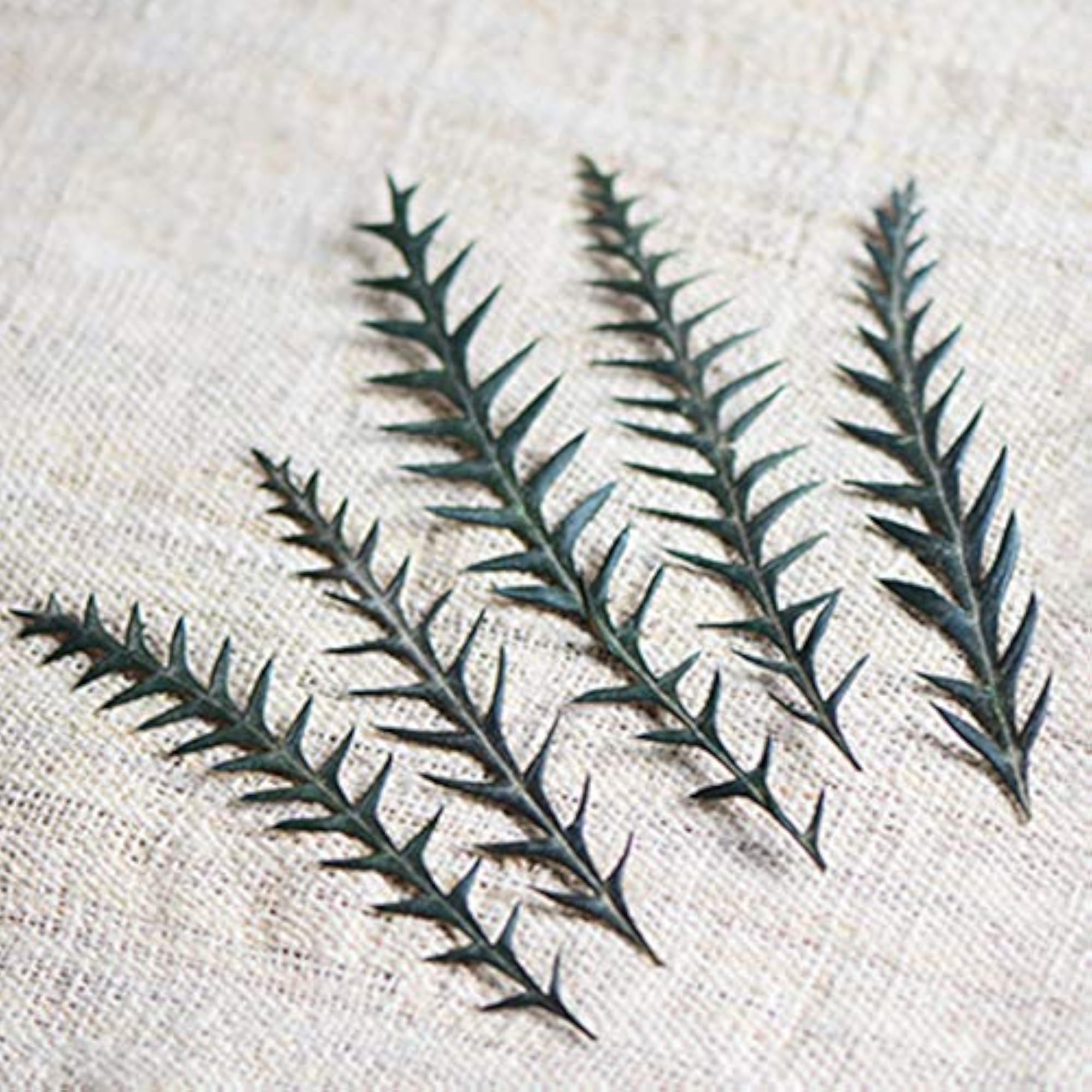 Dried Stem Natural Frame Decor Preserved Stems