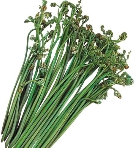 Amazon ワラビ 苗 4株 ワラビの苗 山菜の苗 蕨 家庭菜園 自給自足 山菜苗 国華園 22年春商品 Diy 工具 ガーデン