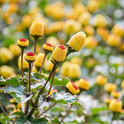 ChYoung 500 Pieces Toothache Herb Plant Seeds Bright Yellow Flowers Seeds Fast Growing