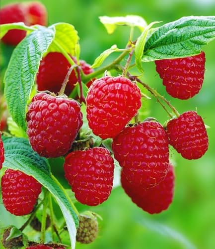 BALDUR Garten 1x Himbeere TwoTimer Sugana Pflanze im 2 Liter-Topf Rubus idaeus 2x Ernte im Jahr üppige Erträge Himbeerpflanze essbare Früchte winterhart pflegeleicht