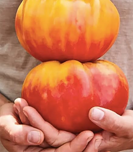 Marvel Striped Heirloom Tomato Seeds image