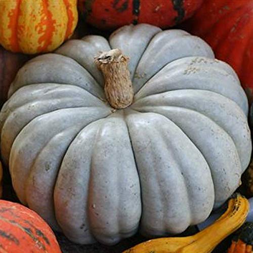Exotic Blue Pumpkin Seeds | 20 Seeds Packet | Blue Jarrahdale Pumpkin Seeds #TOP2